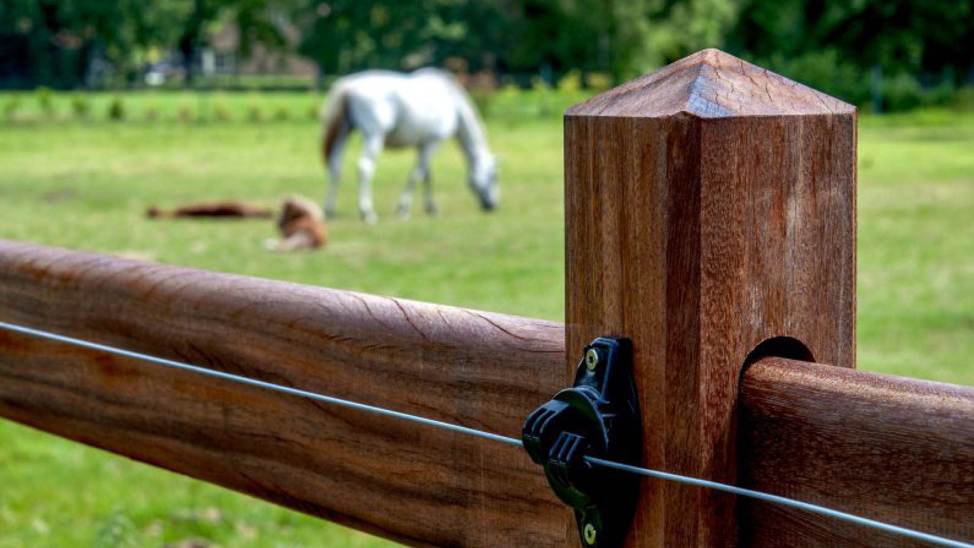 Ascot Zaun mit Pyramidenkopf fuer Pferde