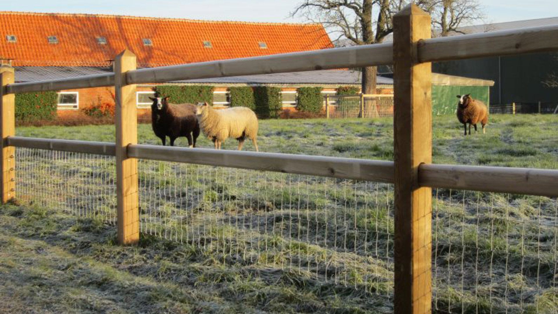 Koppelzaun für Schafe mit Geflecht