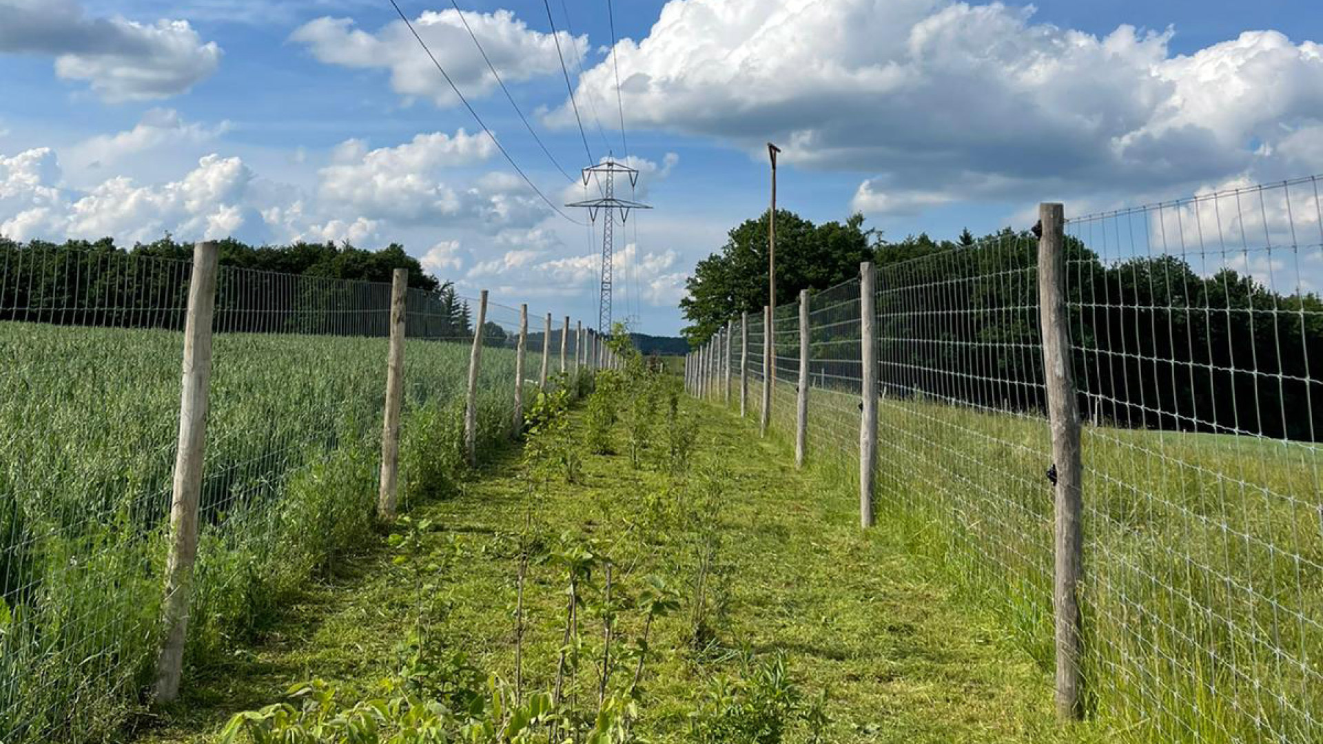 wolfssicherer Zaun fuer Wildzucht im Landkreis Aalen