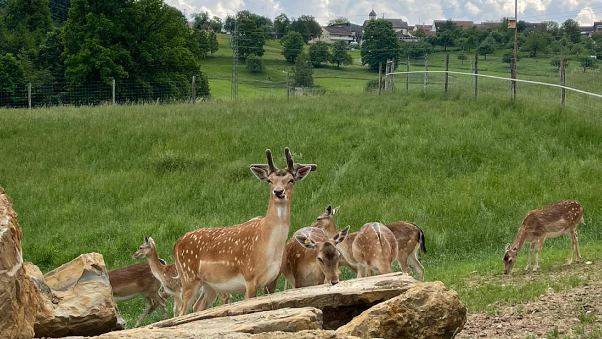 Wolfssicherer Wildzaun in Neuler