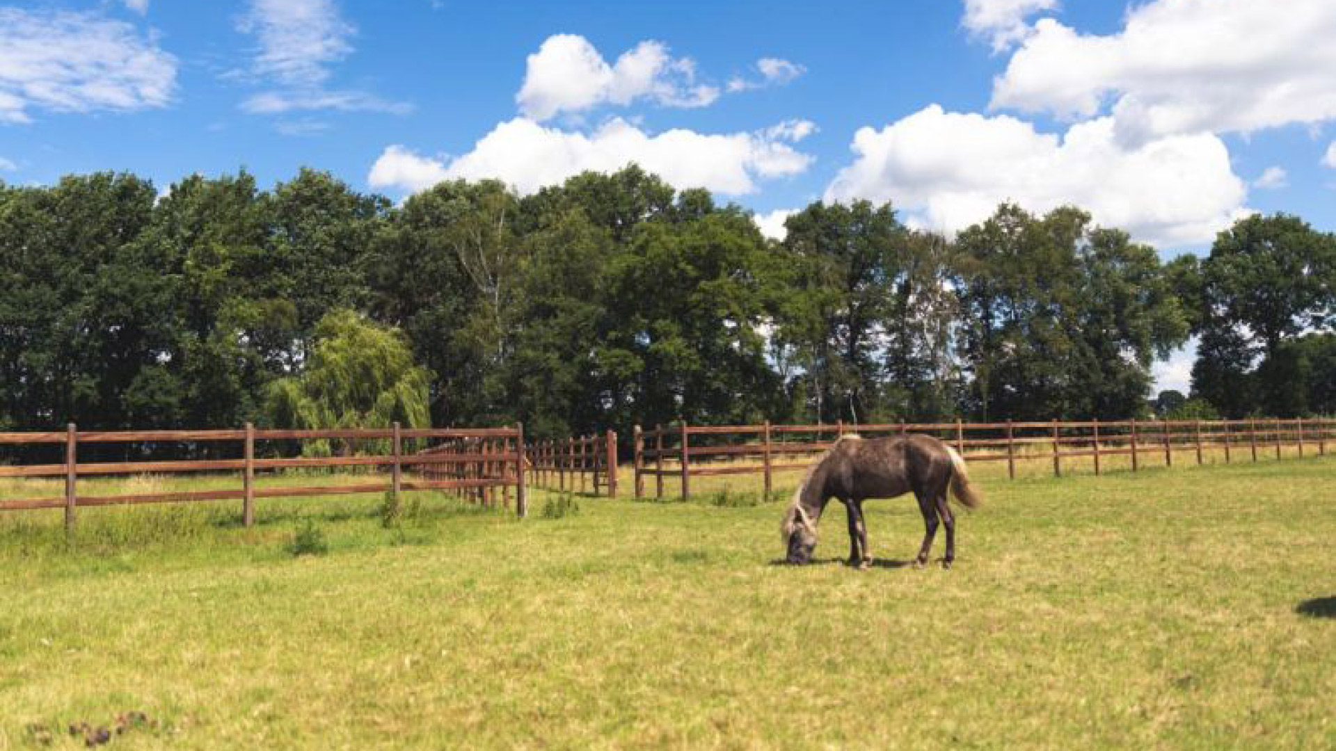 Zaun fuer Reitanlage mit Treibgang aus Holz